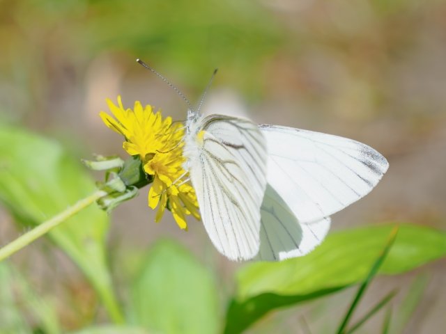 セイヨウタンポポ